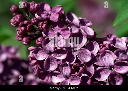 Poland, Syringa vulgaris (lilac or common lilac). Lilak pospolity. Bez, bzy; Gemeine Flieder oder Gewöhnliche Flieder. Lila común. 普通丁香。Inflorescence Stock Photo