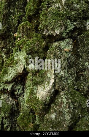 Moss-covered trunk of old birch tree. Cracked, grooved, uneven surface of aged birch tree trunk. Closeup vertical photo Stock Photo