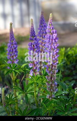 Lilac lupine flowers on a flowerbed in spring. Beautiful violet flowers with sprigs and leaves. Lupine or wolf bean is a genus of plants from the legu Stock Photo