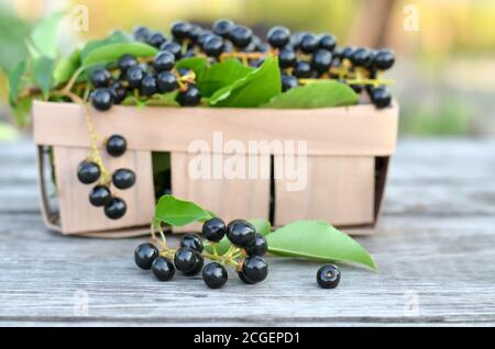 Prunus serotina. Black ripe bird cherry berries on an old wooden table close-up. Shallow depth of field, selective focus Stock Photo