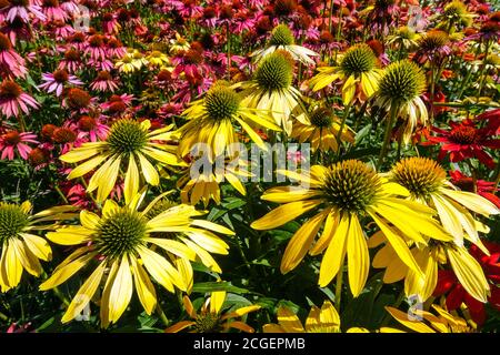 Red yellow herbaceous border colour flowers, Echinacea Cheyenne Spirit Stock Photo