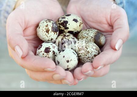 Seven speckled quail eggs in the hands of a woman close-up. Healthy eating. Easter concept. Shallow depth of field, selective focus. Stock Photo