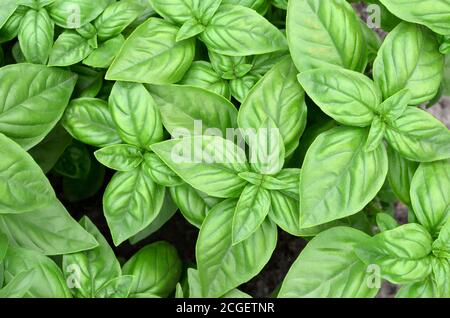 Fresh green basil grows in the garden. May be used as a background, top view Stock Photo