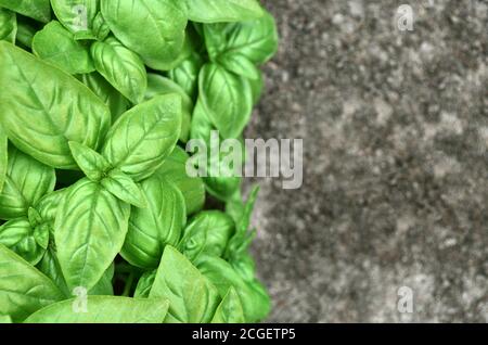 Fresh green basil grows in the garden. May be used as a background, copy space Stock Photo