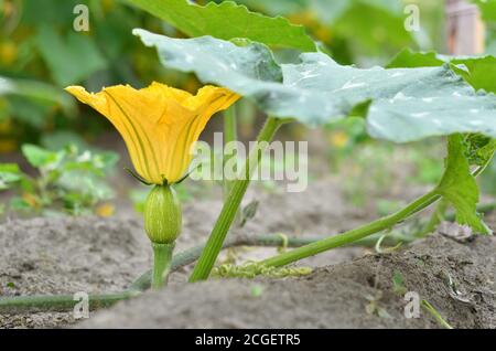 Small pumpkin in the garden bed during flowering. Closeup, selective focus Stock Photo