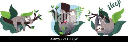 Cute lazy sloth sleeping on a branch of the tropical tree.  Stock Vector