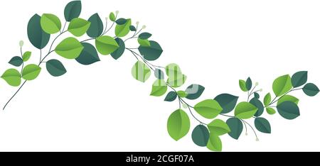 Eucalyptus silver dollar brunch. Beautiful decorative gum tree natural foliage. Stock Vector