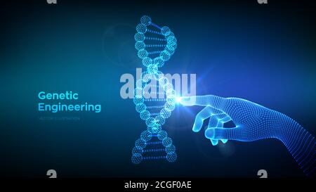Hand touching DNA sequence molecules structure mesh. Wireframe DNA code editable template. Genetic engineering. Medical research. Science and Stock Vector