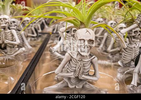Miniature halloween themed skeleton figurines are doing different yoga movements. Head piece of each skeleton acts as a plant pot Stock Photo