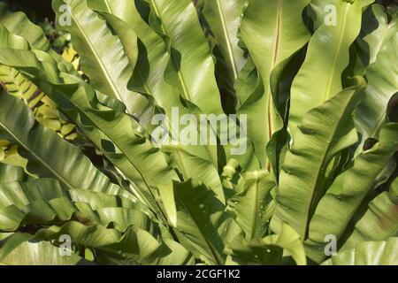 Bird's nest fern (Asplenium nidus). Close-up image of leaves Stock Photo