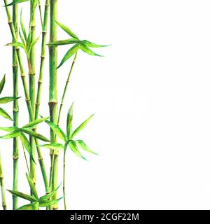 Bamboo spa background. Watercolor hand drawn green botanical illustration with space for text. Watercolour bamboos plants isolated on white square bac Stock Vector