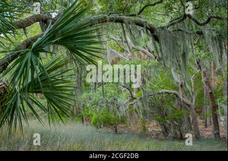 A forest of Southern live oak trees and palmetto palm trees at the Edisto Beach State Park, on Edisto Island in South Carolina, USA. Stock Photo
