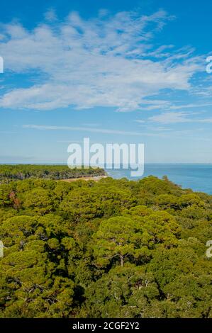 View of the Loblolly Pine (Pinus taeda) forest from the Hunting Island Lighthouse, located in Hunting Island State Park on Hunting Island near Beaufor Stock Photo