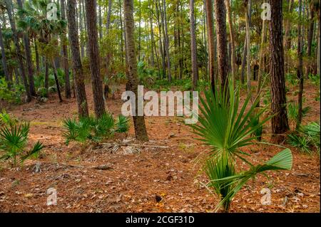 A Loblolly Pine (Pinus taeda) forest with dwarf palmetto palm trees located in Hunting Island State Park on Hunting Island near Beaufort, South Caroli Stock Photo