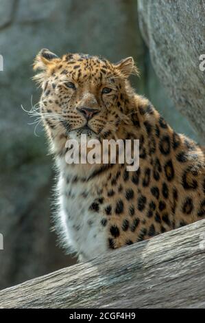 Amur leopard (Panthera pardus orientalis), a leopard subspecies native ...