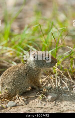 A baby Uinta ground squirrel (Spermophilus armatus) in the Grand Teton National Park, Wyoming, United States. Stock Photo