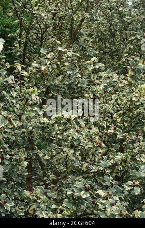 Variegated Rose of Sharon (Hibiscus syriacus 'Purpureus Variegatus') Stock Photo