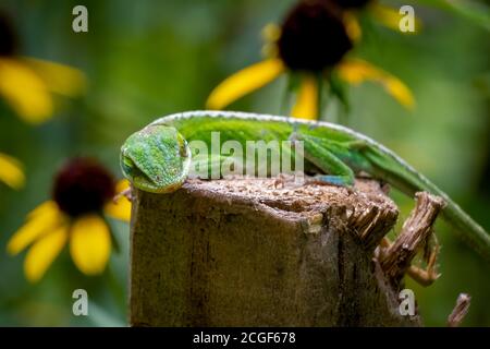 Sleeping Carolina Anole or Green Anole on a wooden stake, laying like a dog. Raleigh, North Carolina. Stock Photo