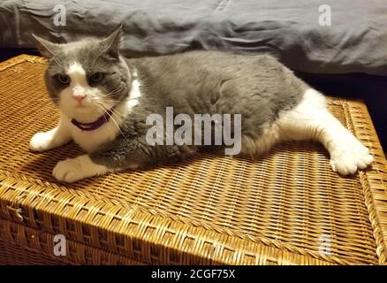 A grey and white cat sitting and relaxing on the wooden chest Stock Photo