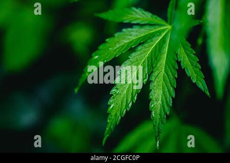 Bush green marijuana cannabis on blurred background Stock Photo