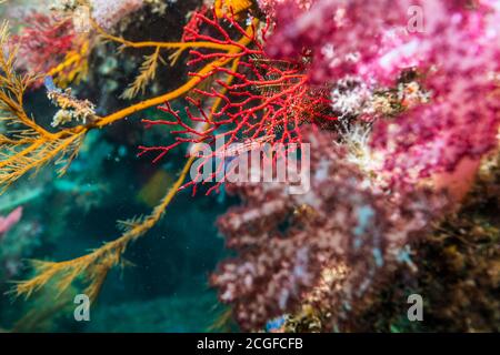 Colorful soft coral garden. A young Longnose hawkfish (Oxycirrhites typus Bleeker, 1857) on the sea fan (Melithaea flabellifera) Stock Photo