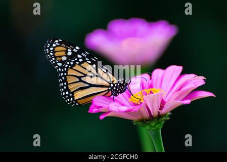 Monarch Butterfly on Purple Zinnia Stock Photo