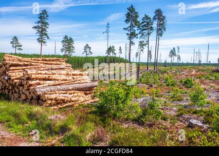 Felled tree trunks on a clearcutting in the woodland Stock Photo