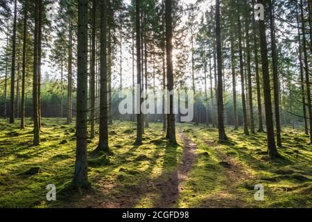 Dirt road in a sunny spruce forest Stock Photo