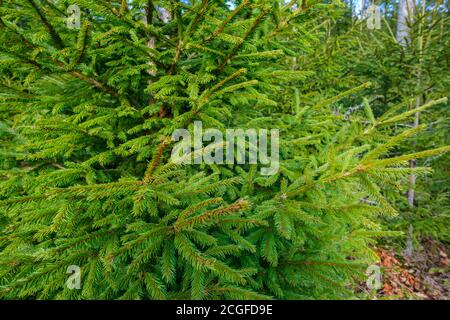 Spruce needles on the branches Stock Photo