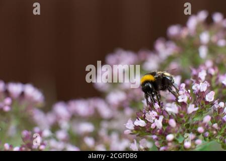 The bee collects pollen for honey from the Oregano plant. Stock Photo