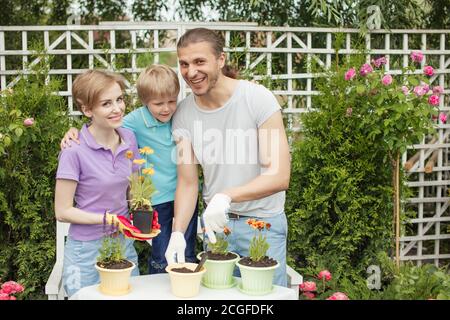 Planting flower. Gardening. Planting. Parents with son planting flower in flowerpot. Son helps mother. Family portrait. Gardening hobby. Garden party. Stock Photo