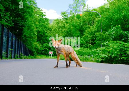 Ezo Red Fox Stock Photo