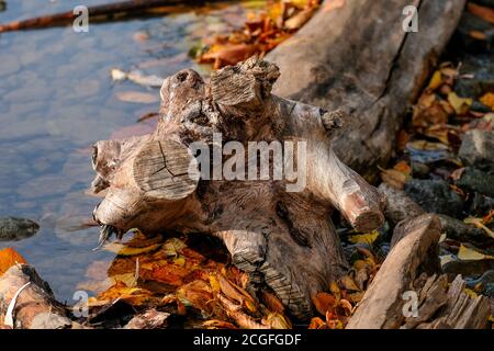 Snag of a tree by the stream. Autumn theme, beautiful landscape. Colorful leaves, bright day. Stock Photo