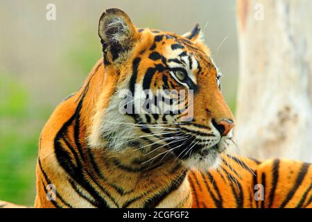 Close up of a Sumatran Tiger Head with a natural bokeh background Stock Photo