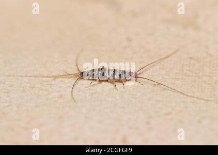 Banded silverfish (Thermobia domestica) lateral view, a common household pest Stock Photo