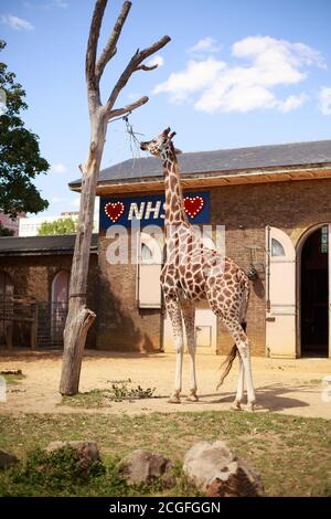 Giraffe House, London zoo, UK, 2020. The giraffe house has been decorated with a sign we love the NHS, this is to thank the NHS during Covid 19 Stock Photo