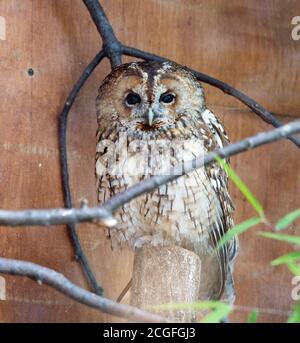 Little Owl perched next to a  dead trunk in captivity, looking into camera, ZSL London Stock Photo