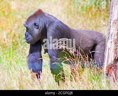 Nursing Mother Western Lowland Gorilla walking through the tall grass Stock Photo