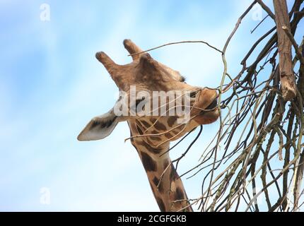Female Reticulated Giraffe (Giraffa reticulata) foraging on dry branches Stock Photo