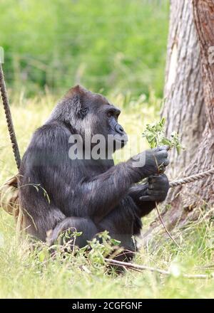 Western Lowland Gorilla sitting happily feeding on a branch of leaves - in captivity Stock Photo