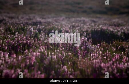 Heather plant closeup detail of blossom on Haworth Moor Stock Photo