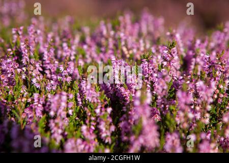 Heather plant closeup detail of blossom on Haworth Moor Stock Photo