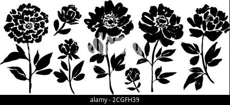 Peony and anemones hand drawn paint vector set. Stock Vector