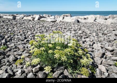 Rock Samphire Crithmum maritimum growing on the North Wales coast Stock Photo