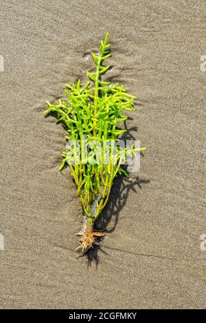 Perennial glasswort Arthrocnemum perenne washed up on a North Wales beach Stock Photo