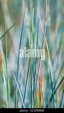 Decorative grass Blue Fescue. Festuca glauca in autumn. Natural colorful background. Stock Photo