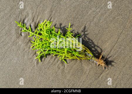 Perennial glasswort Arthrocnemum perenne washed up on a North Wales beach Stock Photo