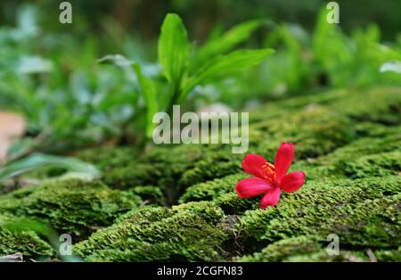 Closeup Vivid Pink Tiny Jatropha Flower Falling on the Vibrant Green Moss Stock Photo