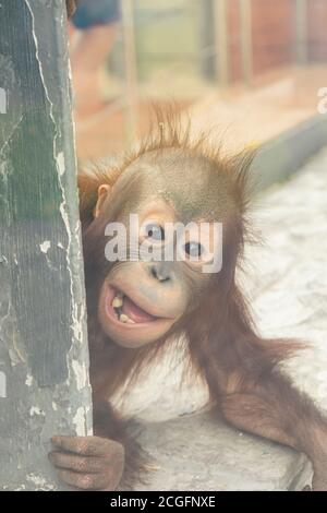 selective focus, cute little orangutan smiles all her teeth through the glass Stock Photo