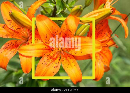 A rectangular frame of green color against the background of orange lilies that make up the composition . Natural Botanical background. Horizontal ori
